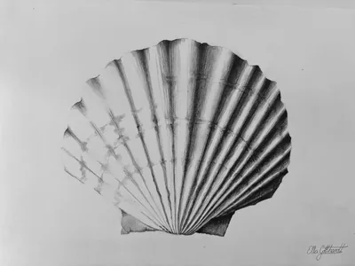 Sea Shell
