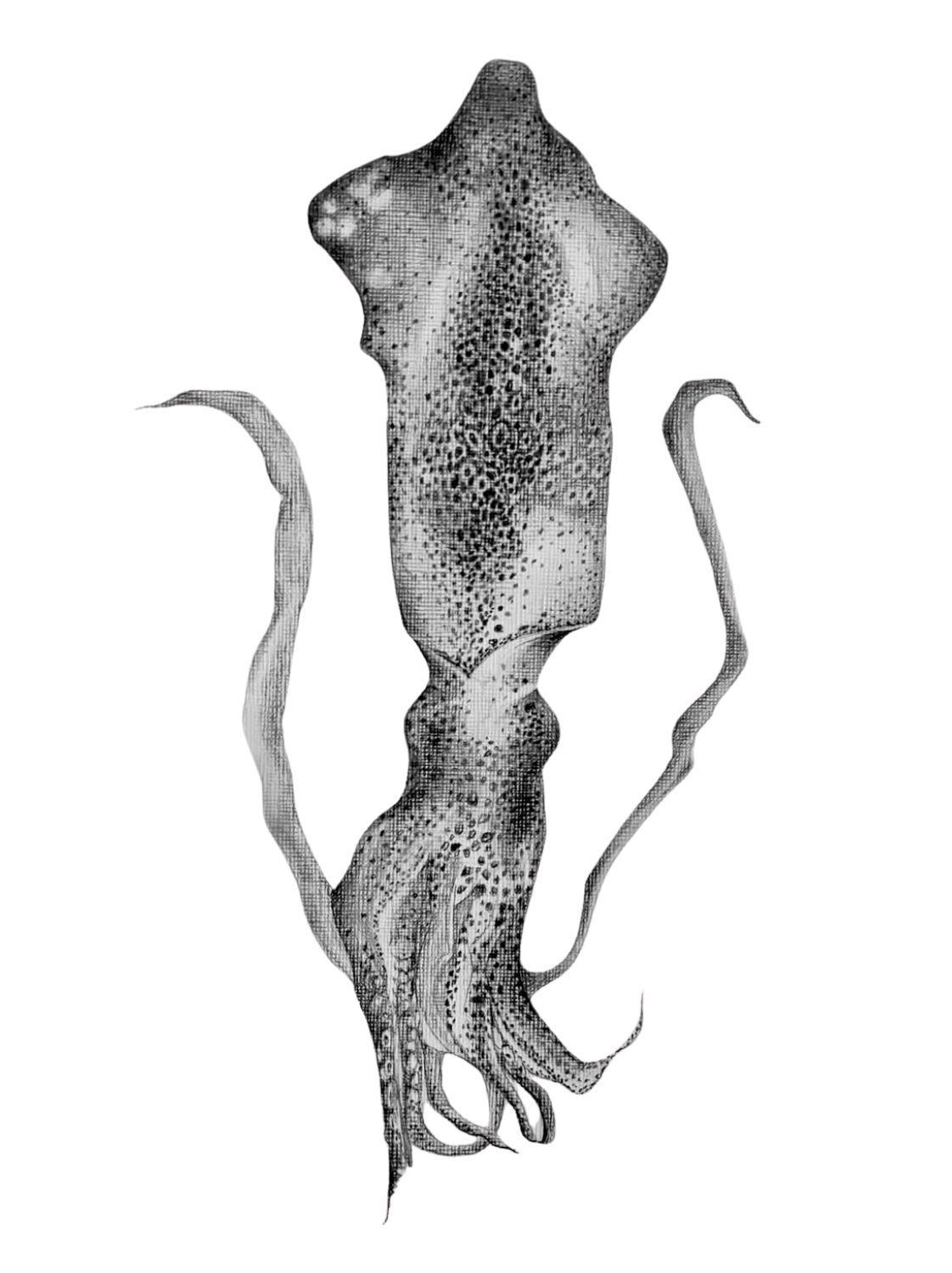 Tintenfisch Graphitzeichnung